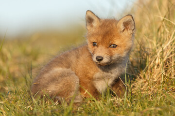 Wall Mural - Red fox cub in springtime in nature.