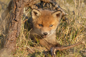Wall Mural - Red fox cub in springtime in nature.