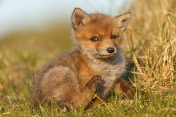 Wall Mural - Red fox cub in springtime in nature.