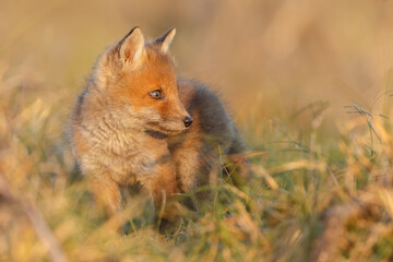 Wall Mural - Red fox cub in springtime in nature.