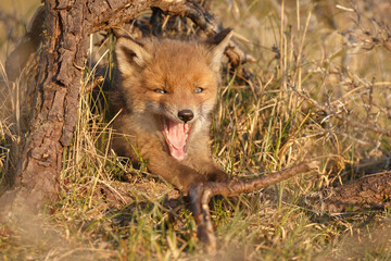 Wall Mural - Red fox cub in springtime in nature.