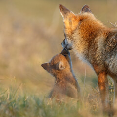 Wall Mural - Red fox cub in springtime in nature.