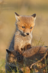 Wall Mural - Red fox cub in springtime in nature.