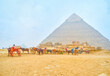 The horse-drawn carriages in Giza complex, Egypt