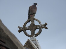 A Pigeon Sits On An Old Stone Cross