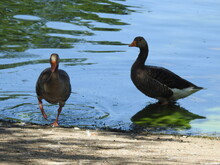 Two Geese On The Shore