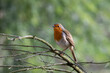 Robin on the tangled branches of a treee