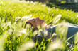 © VITTA GALLERY/Westend61 - Young redheaded woman lying on meadow in a park