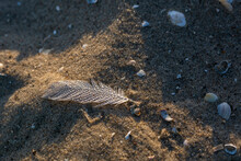 Wet Feather Lying On Beach Sand