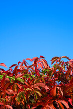 Red Wild Vine Leaf Against Clear Sky