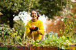 © Sigrid Gombert/Westend61 - Smiling woman harvesting pumpkin while standing at urban garden