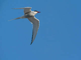 Wall Mural - The Arctic tern (Sterna paradisaea)