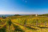 Fototapeta Tęcza - Vineyard in Chianti, Tuscany, Italy