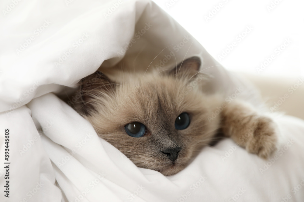 Adorable Birman cat under blanket at home, closeup - obrazy, fototapety, plakaty 