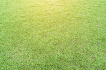 Green grass texture as background. Natural meadow landscape.