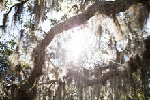 Live Oak Limbs With Spanish Moss And The Sun Shining Through