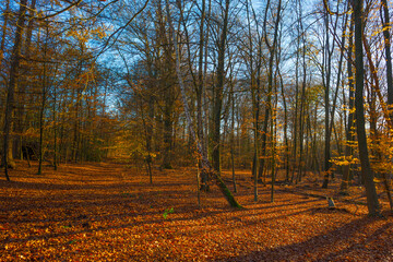 Wall Mural - Trees in autumn colors in a forest in bright sunny sunlight at fall, Baarn, Lage Vuursche, Utrecht, The Netherlands, November 18, 2020