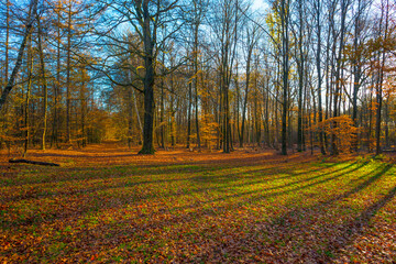 Wall Mural - Trees in autumn colors in a forest in bright sunny sunlight at fall, Baarn, Lage Vuursche, Utrecht, The Netherlands, November 18, 2020