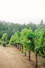 Vineyard Views