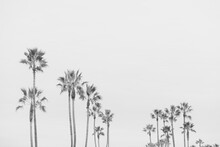 Black And White Photo Of Palm Trees Against Cloudy Sky