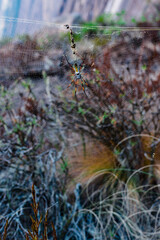 Big spider with skull pattern waiting on spider web