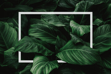 Wall Mural - spathiphyllum cannifolium concept, green abstract texture with white frame, natural background, trop