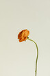 © Nicole Mason/Stocksy - red orange ranunculus flower stem