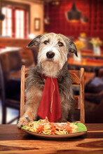 Dog Eating At Pet-Friendly Restaurant