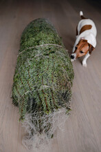 Christmas Tree And Dog.