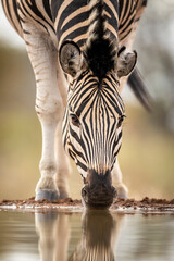 close up on zebra's face drinking water in kruger park in south africa