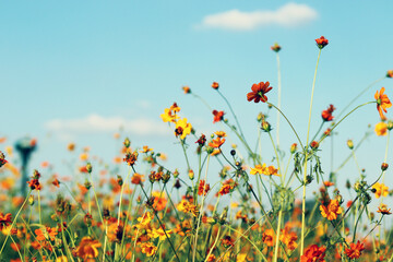 Beautiful  cosmos flower  colorful  in the field   outdoor,Portrait.