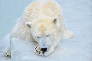 Wall Mural - polar bear in the snow