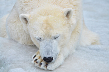 Wall Mural - polar bear in the snow