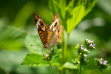 A Common Buckeye Butterfly (Junonia Coenia). Raleigh, North Carolina.