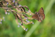 A Horace's Duskywing (Erynnis Horatius) Enjoys Nectar From Tiny Purple Blooms. Raleigh, North Carolina.