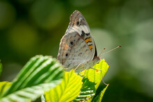 A Profile View Of A Common Buckeye Butterfly (Junonia Coenia). Raleigh, North Carolina.