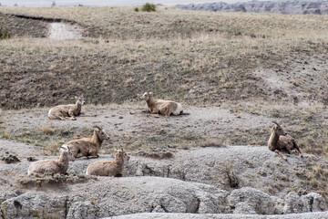 Wall Mural - A herd of Bighorn sheep resting in the Badlands of South Dakota