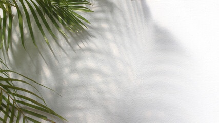 Wall Mural - green leaf of palm tree with shadow on white background