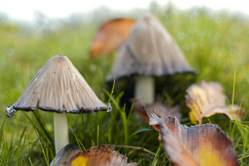 mushrooms in the grass