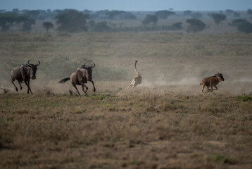  cheetah running