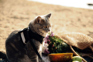 This stock photo shows a Scottish Straight gray cat with a leash on the beach on a sunny day