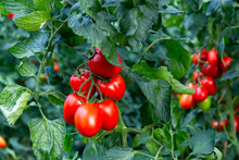 Closeup Of Cluster Of Ripe Red Plum Tomatoes In Green Foliage On Bush. Growing Of Vegetables In Greenhouse