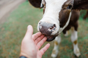 A young curious calf licks his hand. The farming of cattle.