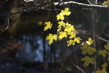 Wall Mural - Bright autumn leaves on tree branches in the forest