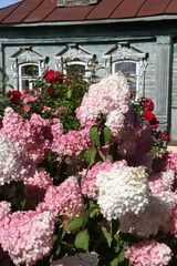 Wall Mural - Pink hydrangeas 