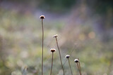 Fototapeta Dmuchawce - Zdjęcie makro. Kwiaty w lesie. Jesień.