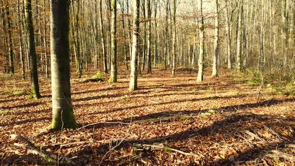 Canvas Print - Bois foret automne automnal chêne Belgique Wallonie