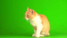 Red Cat Kitten On A Green Screen Background.