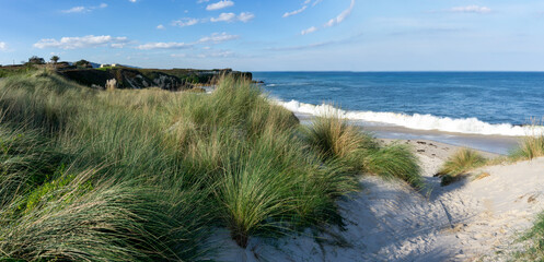 Wall Mural - beach access through marsh grass and sand dunes to a secluded sandy beach