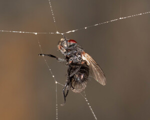 fly on the wall